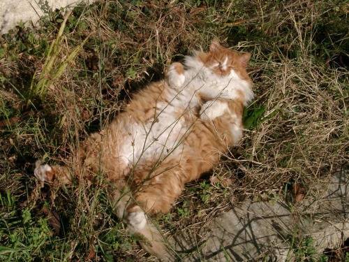рыжий кот спит в траве