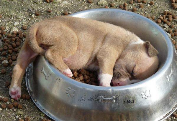щенок спит в миске с кормом