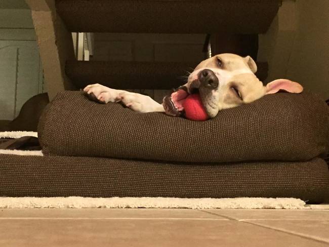собака спит с мячом во рту