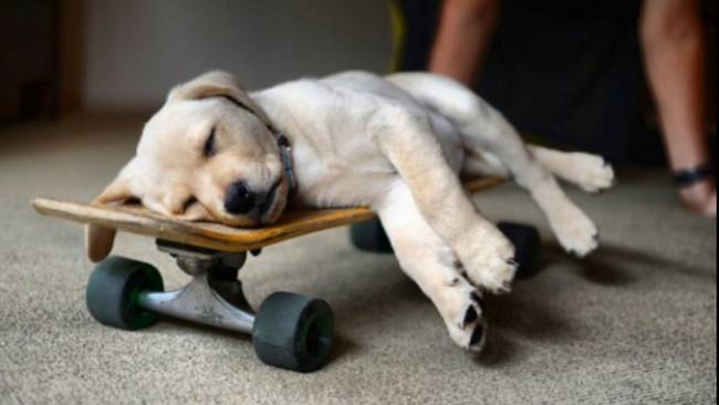 щенок спит на скейтборде