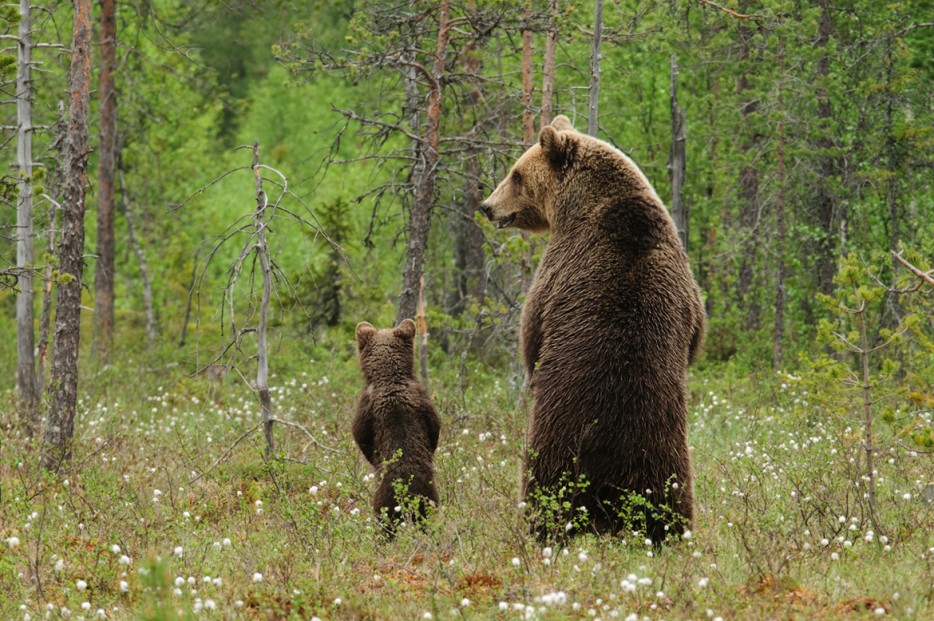 медведь с медвежонком