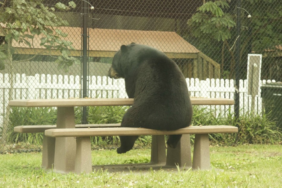 медведь сидит на скамье