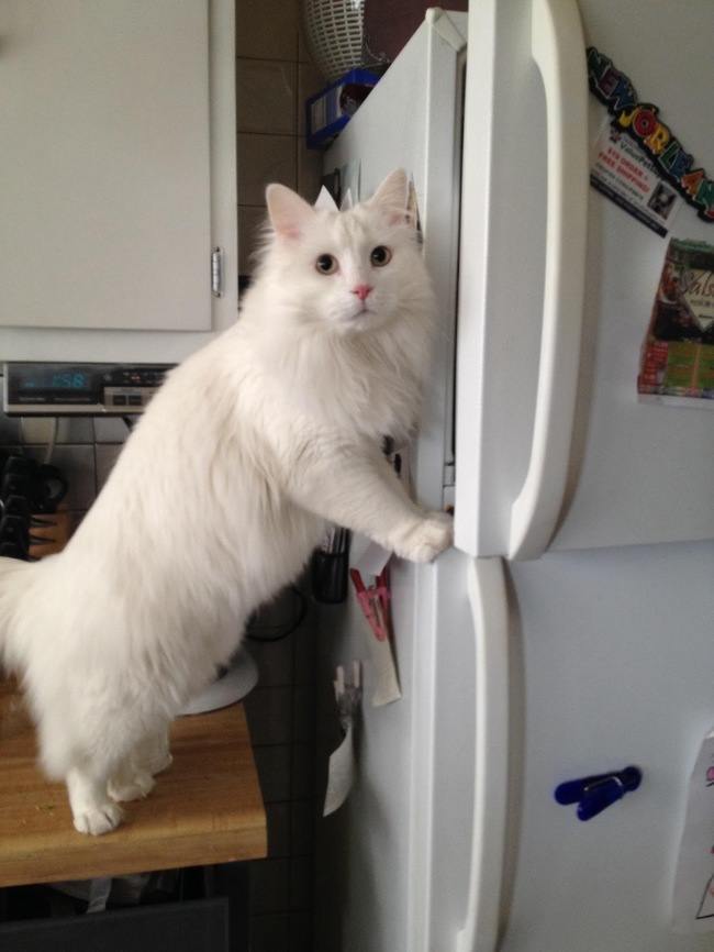 белый кот у холодильника