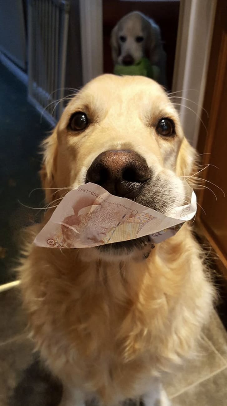 собака с деньгами в зубах
