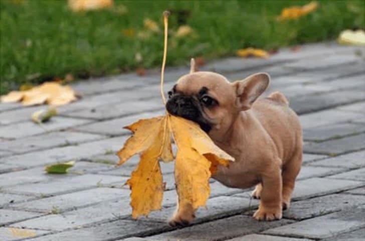 собака с листом в зубах