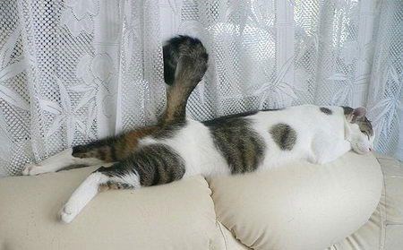 кот спит на диване