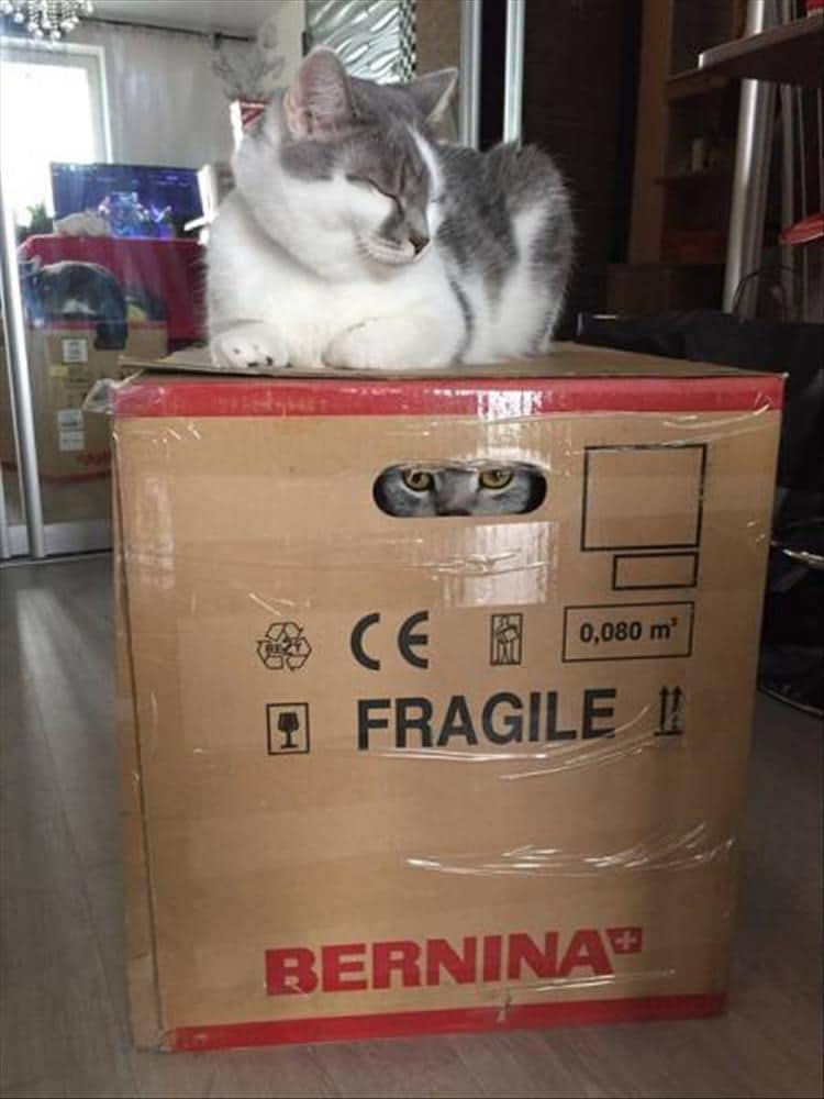 кот сидит на коробке с котом внутри