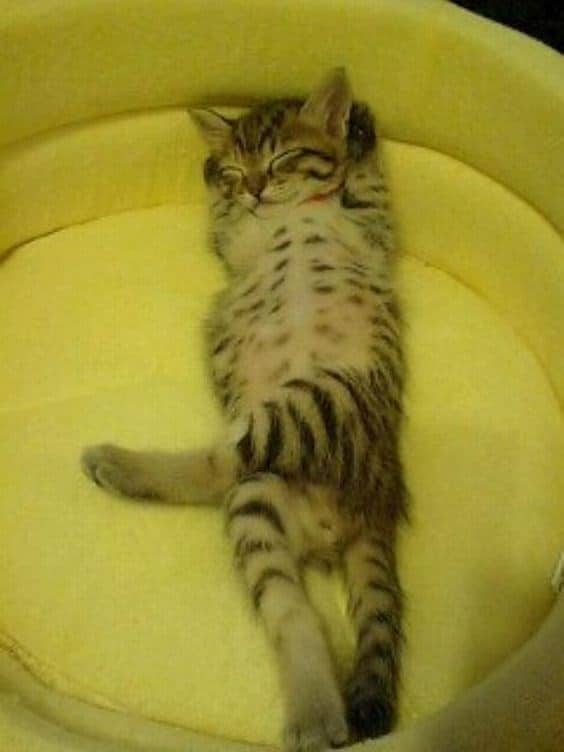 котенок спит на спине