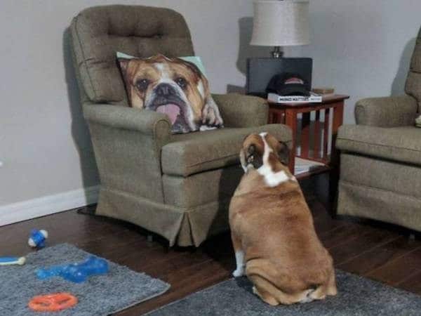 собака возле кресла