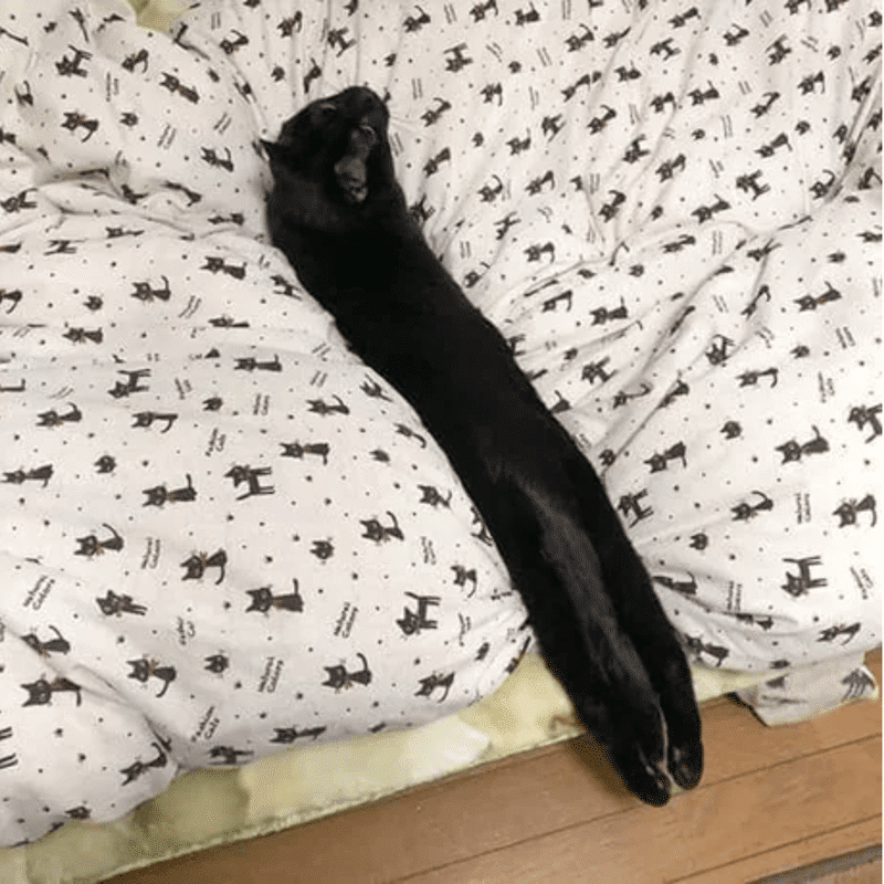черный кот на кровати