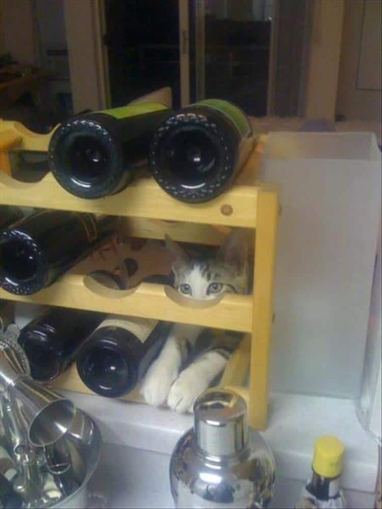 кот на полке с вином