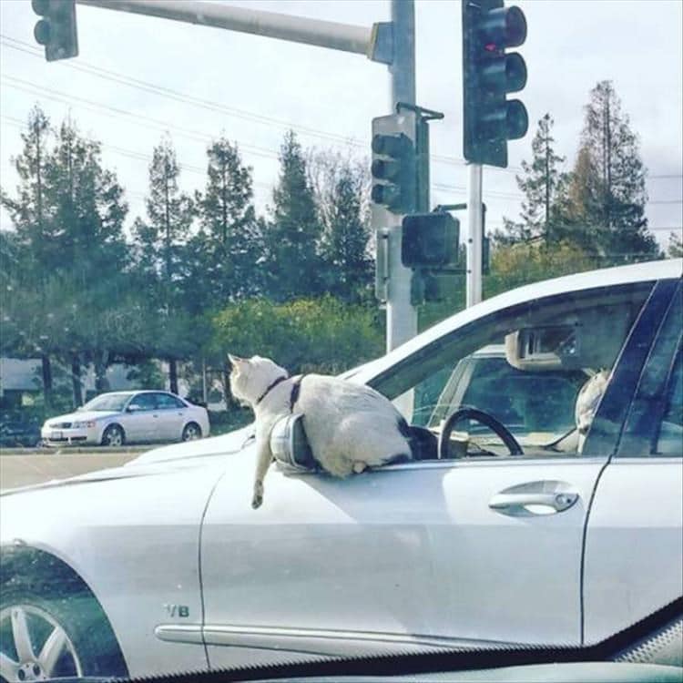 белый кот в окне автомобиля