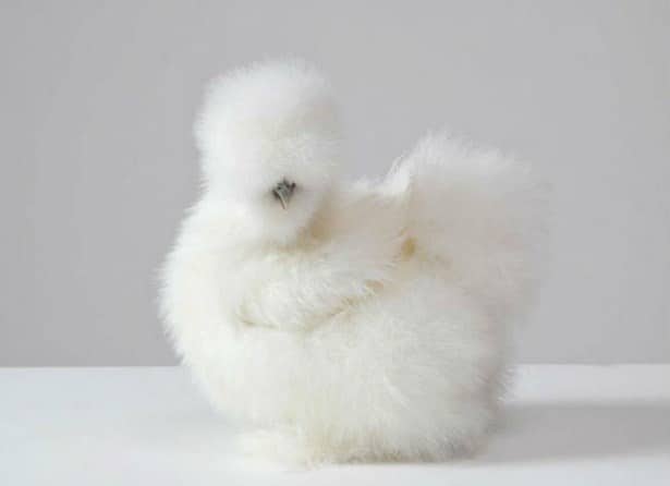 белая китайская шелковая курица