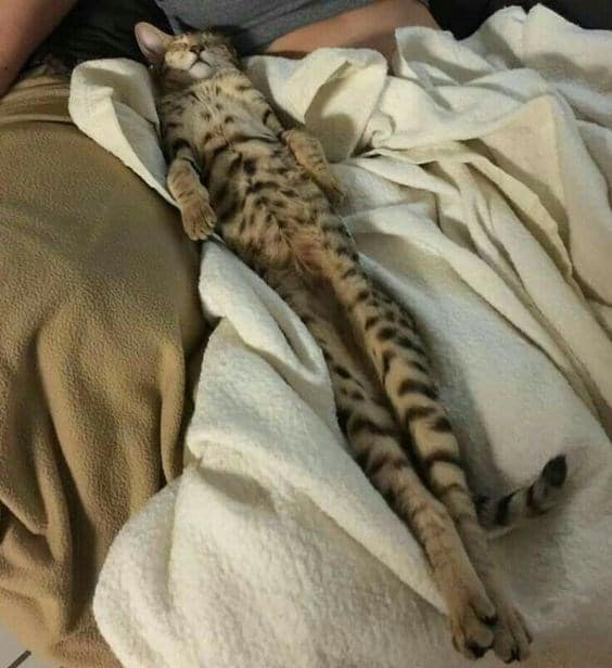 полосатый кот спит на спине