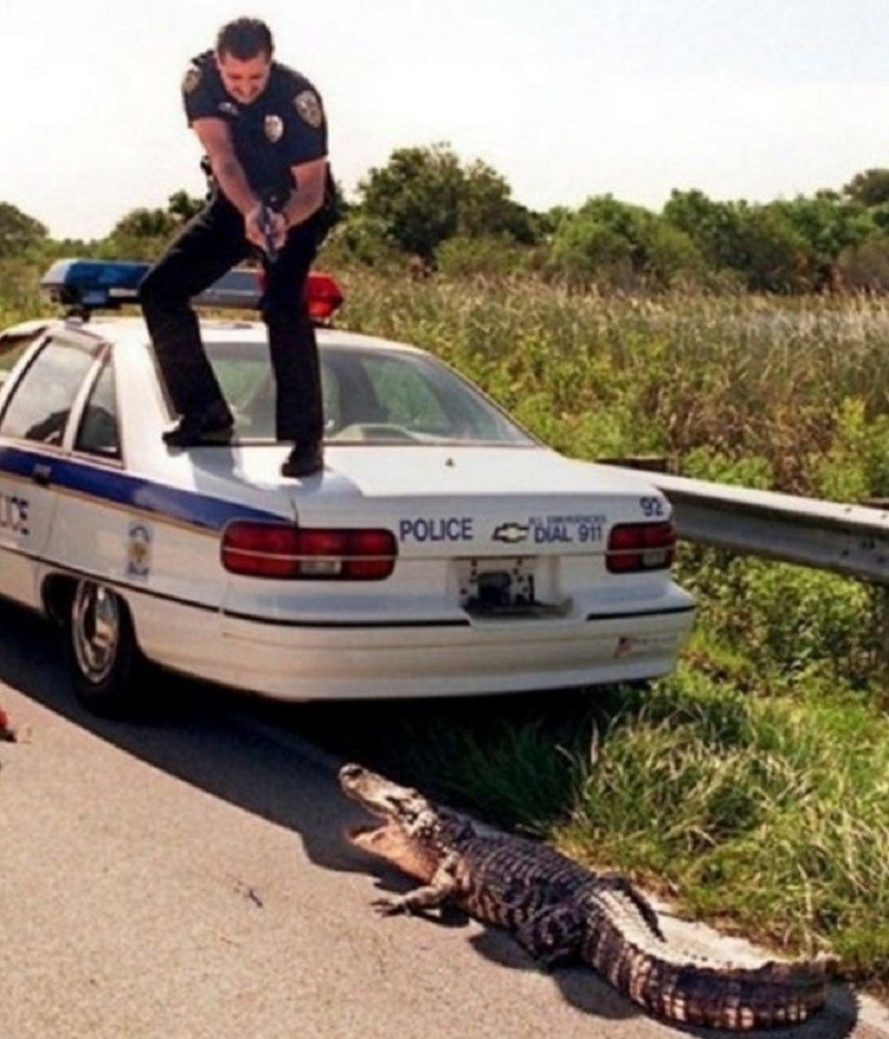 полицейский целится в крокодила