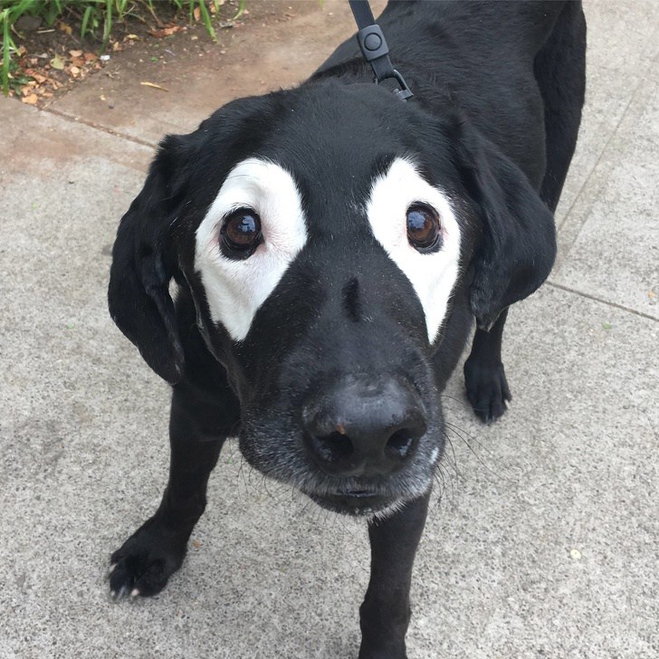 черная собака с белыми пятнами вокруг глаз