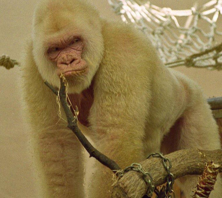 белая горилла
