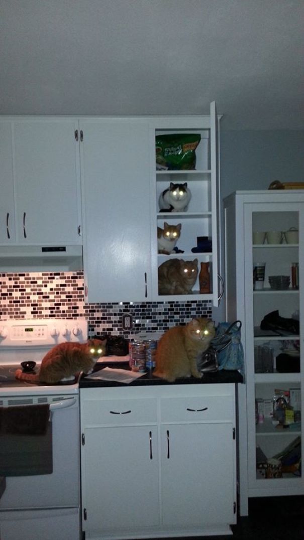 коты в кухне на столе