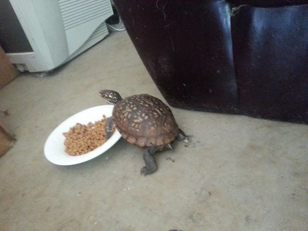 черепаха и тарелка с кормом