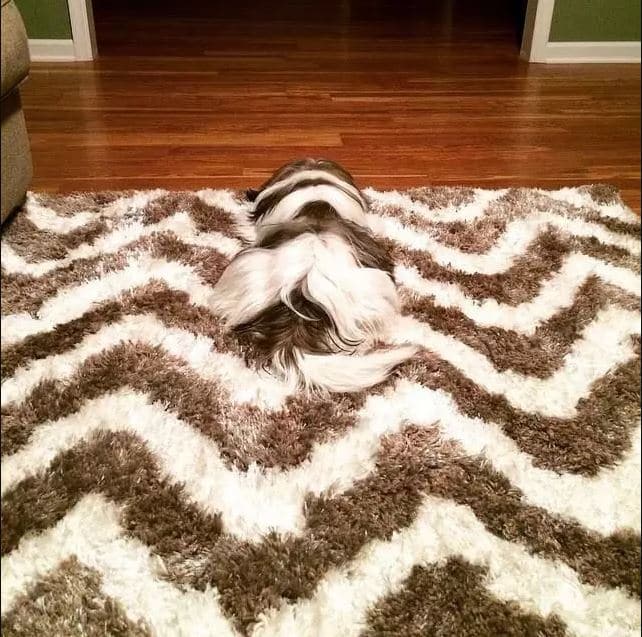 собака лежит на ковре