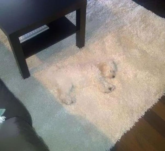 белая собака спит на белом ковре