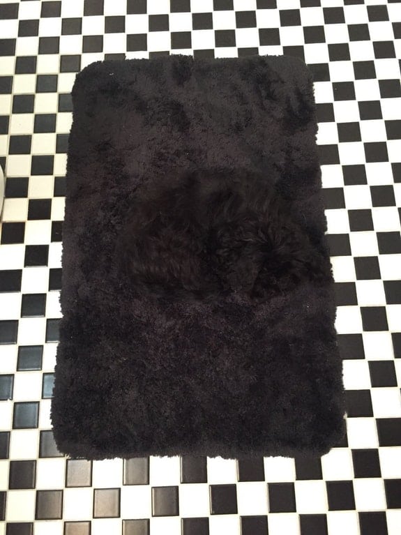 черная собака на черном ковре