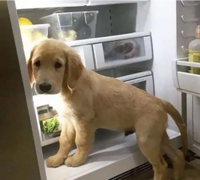 щенок лабрадора в холодильнике