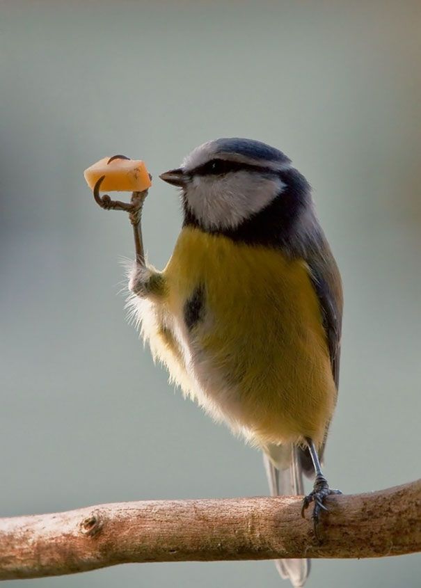 птица с едой