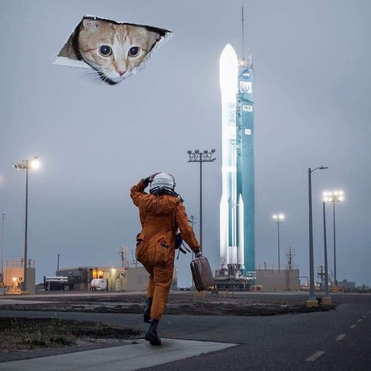 космонавт и кот