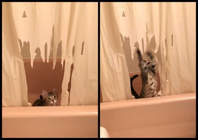 кот порвал занавеску в ванной