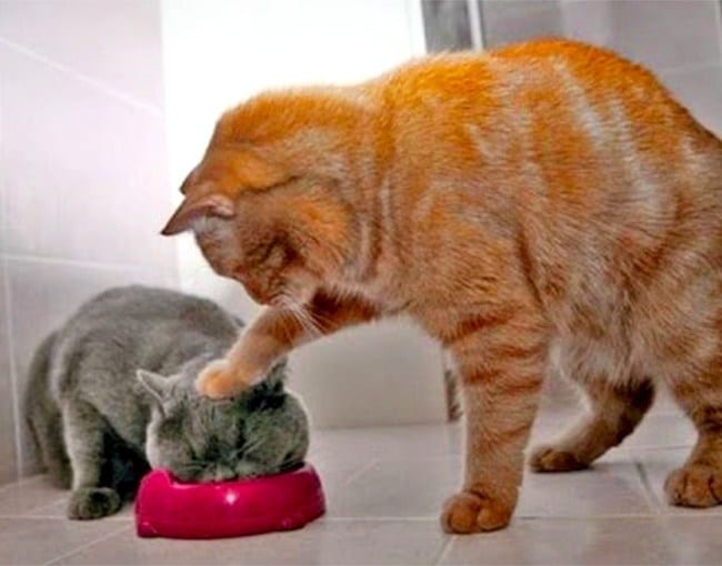 рыжий и серый кот возле миски