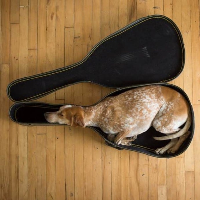 собака спит в чехле от гитары