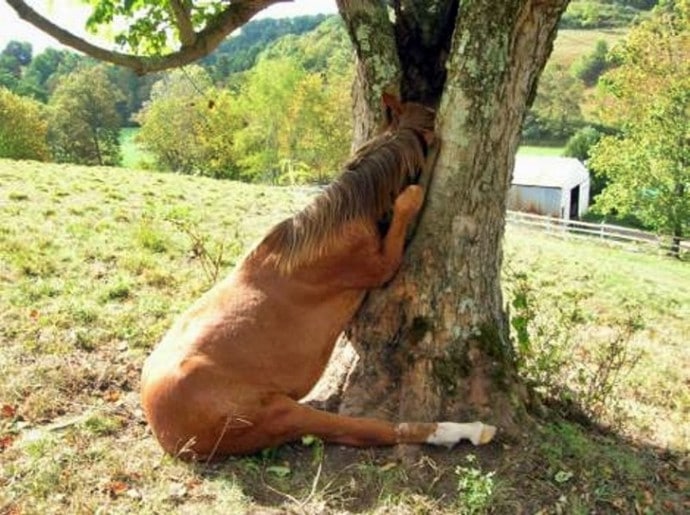 лошадь сидит возле дерева