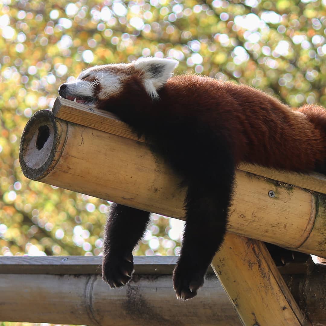 красная панда спит