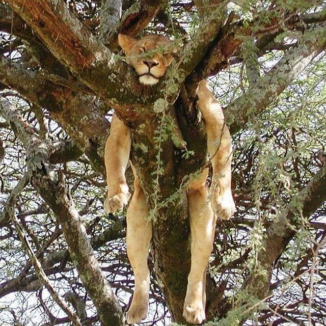 львица спит на дереве