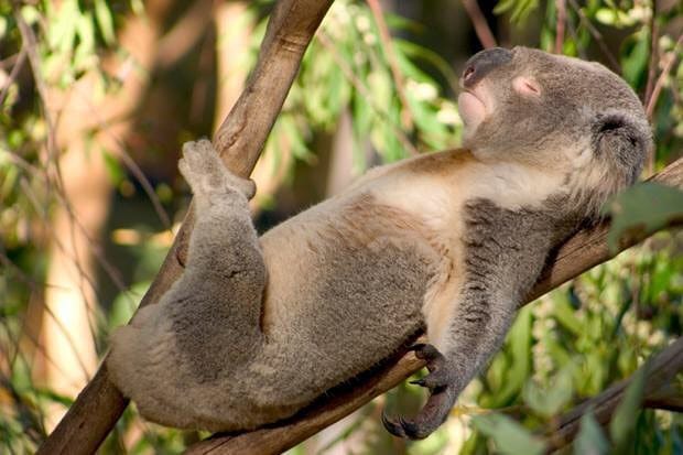 коала спит на спине