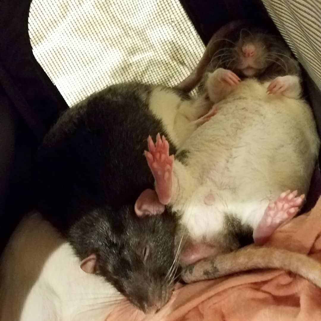 крысы спят