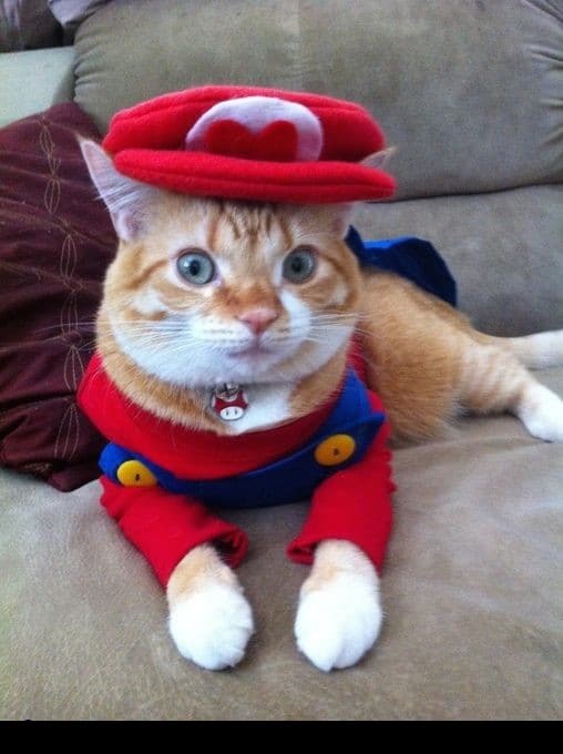 рыжий кот в костюме Марио