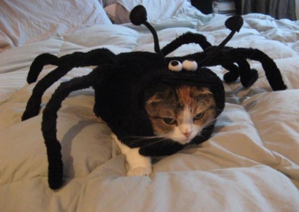 кот в костюме паука