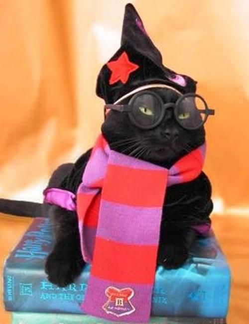 черный кот в очках