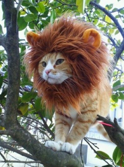 рыжий кот с гривой льва