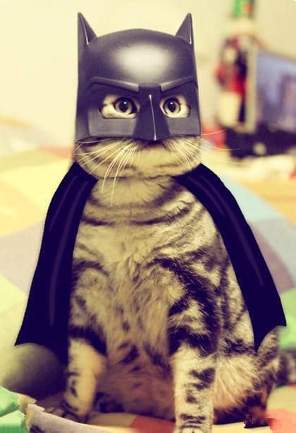 кот в костюме бэтмена
