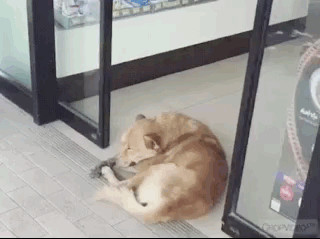 двери закрываются на собаке