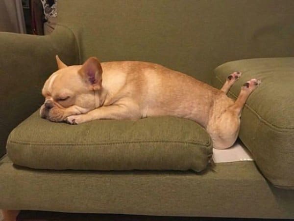 рыжая собака спит на диване