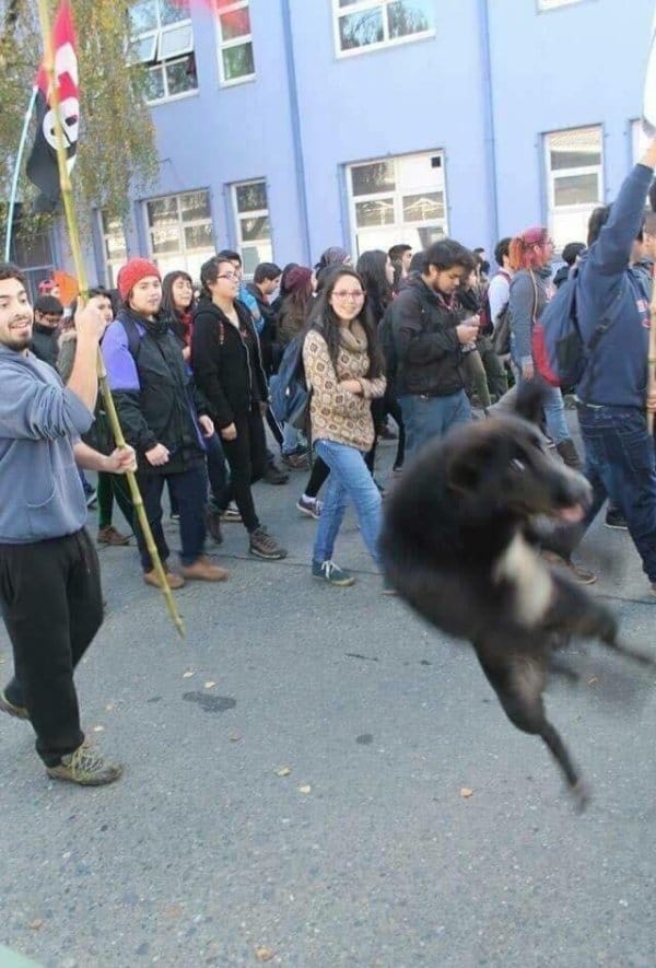 черная собака в прыжке