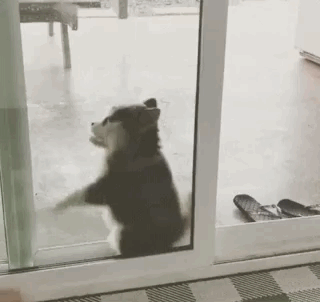 щенок проходит сквозь дверь