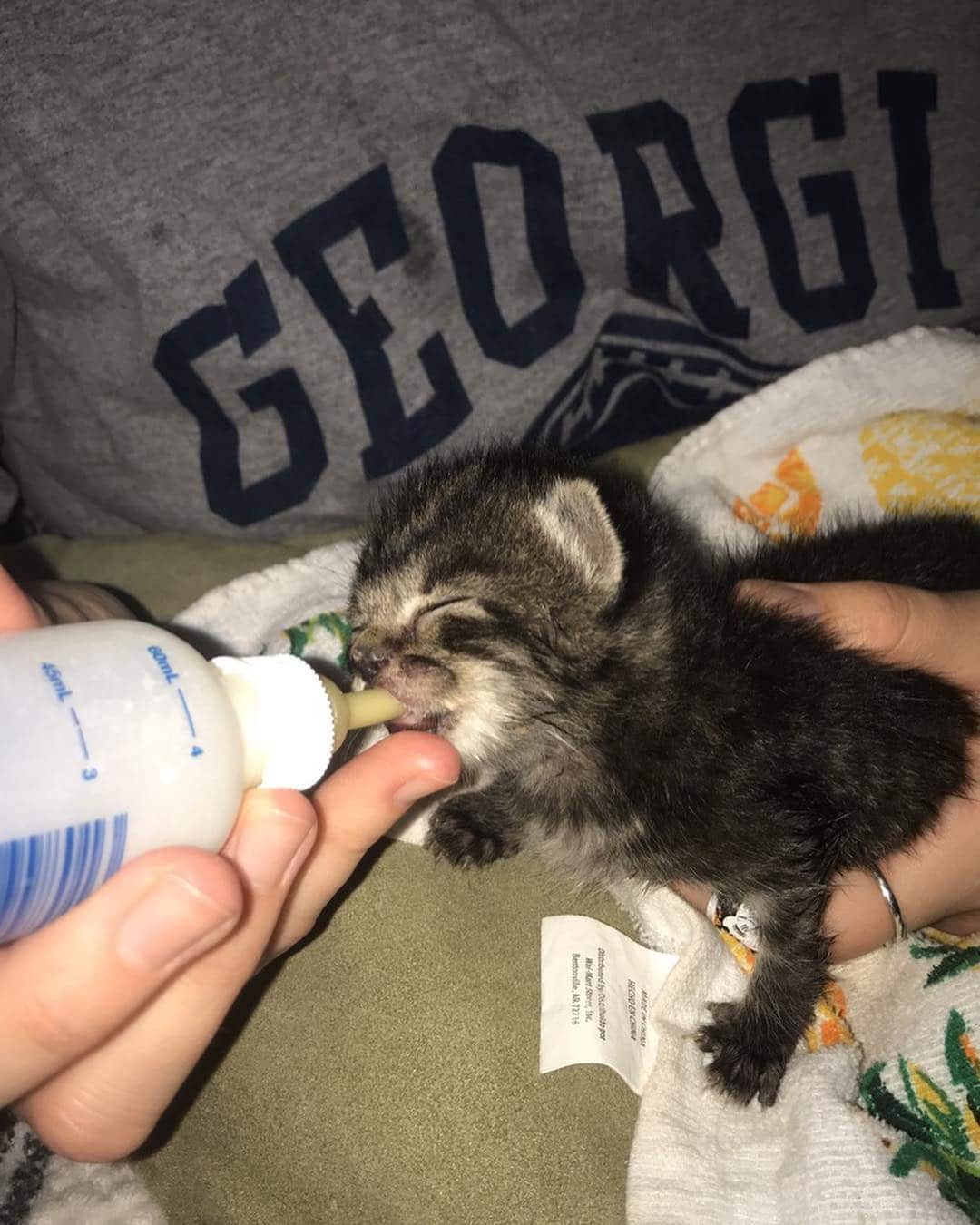 Утренняя порция ми-ми-ми! 10 трогательных фото котят, которых кормят молоком