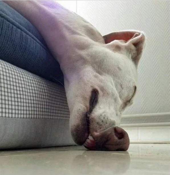 белая собака спит носом на полу