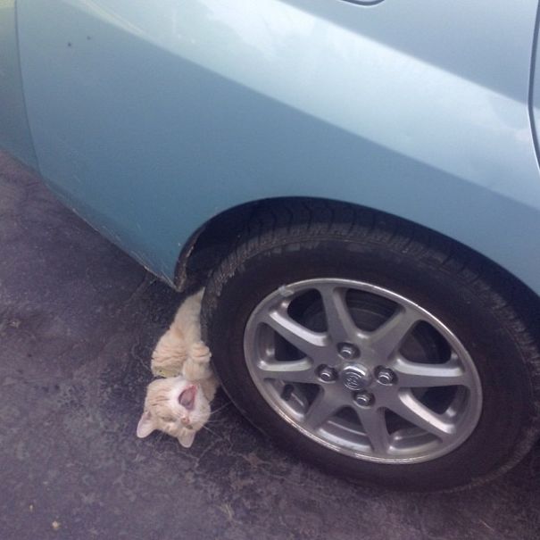 рыжий кот под колесом машины