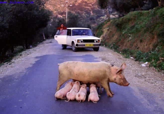 свинья с поросятами на дороге